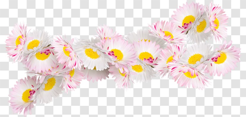 Flower Painting Floral Design Rose Ornament - Albom - Pink Chamomile Transparent PNG