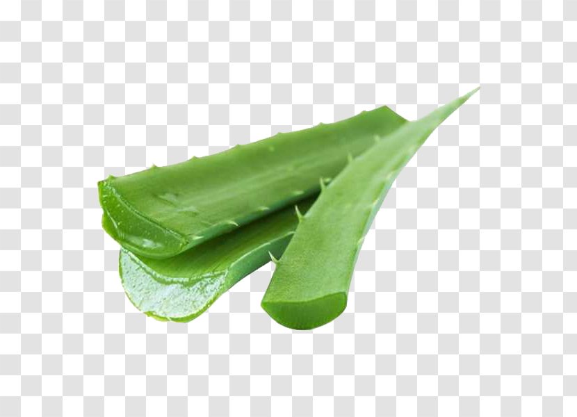 Green Leaf Snow Peas Plant Aloe - Xanthorrhoeaceae - Bean Transparent PNG