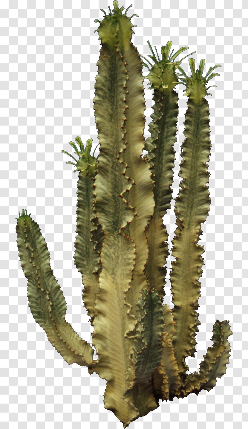 Cactaceae Clip Art - Hyperlink - Cactus Transparent PNG