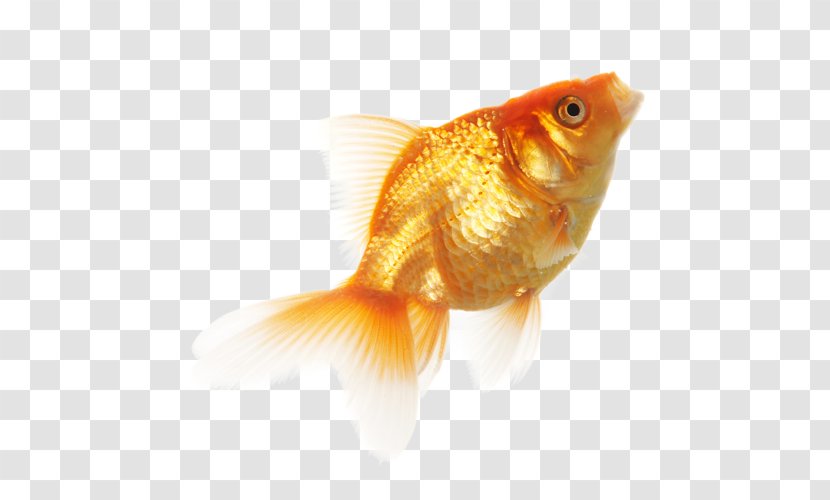Goldfish Clip Art - Fish Transparent PNG