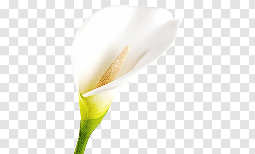 White Flower Arum Yellow Plant - Petal Alismatales Transparent PNG