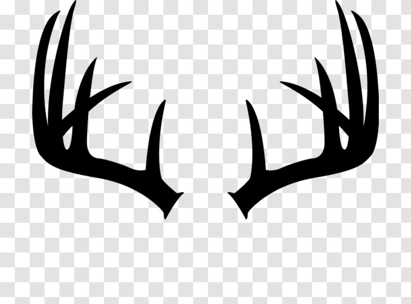 White-tailed Deer Antler Moose Elk - Line Art Transparent PNG
