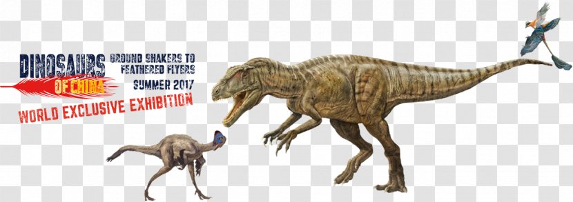 Velociraptor Dinosaur Dream Tyrannosaurus Brachiosaurus - Roaring Transparent PNG