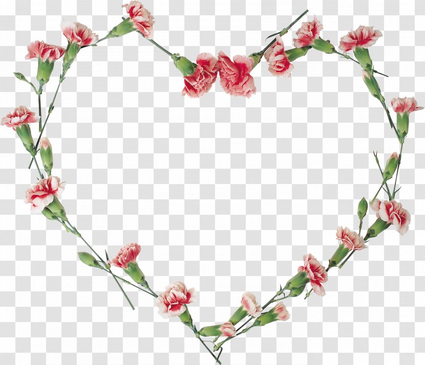 Floral Design Flower Clip Art - Carnations Vector Transparent PNG
