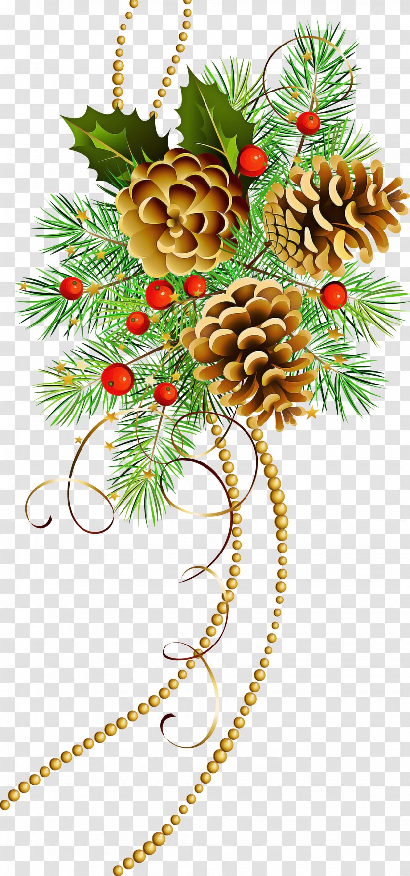 Holly - Plant - Woody Pine Family Transparent PNG