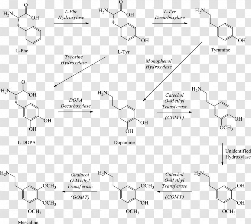 Mescaline Peyote Hallucinogen 2C-B Drug - Pebble Pathway Transparent PNG