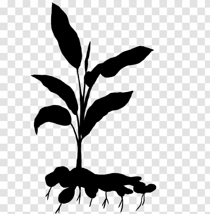 Clip Art Leaf Plant Stem Silhouette Line Transparent PNG