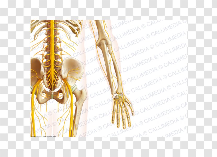 Bone Pelvis Nerve Human Anatomy - Watercolor - Cartoon Transparent PNG