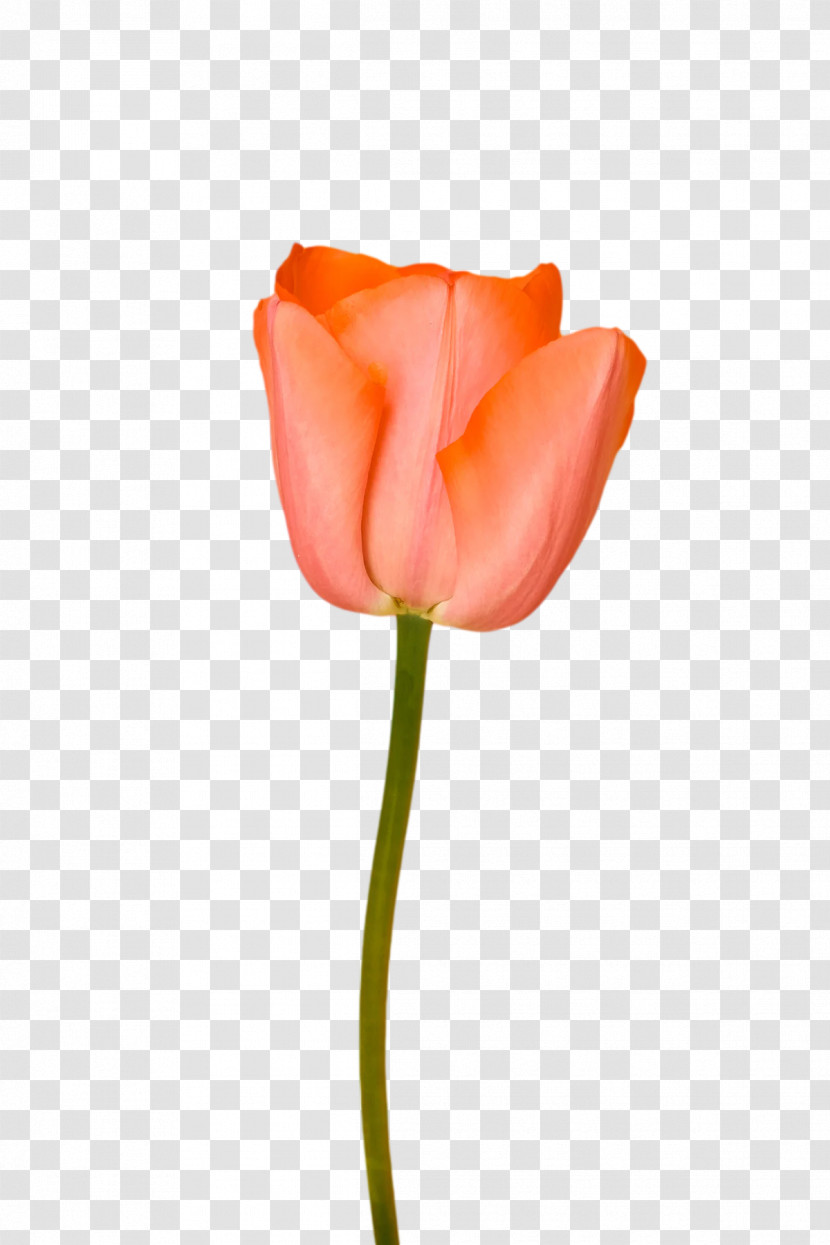 Garden Roses Transparent PNG