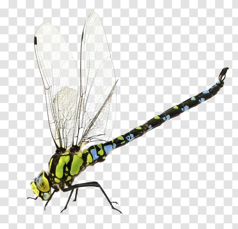 Dragonfly Stock Photography Aeshna Affinis - Insect Transparent PNG