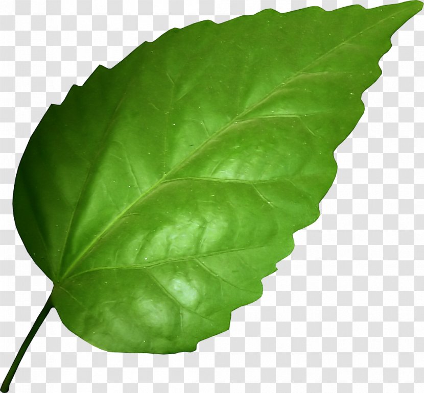 Leaf Photosynthesis Garden Rhubarb Plant Root Transparent PNG