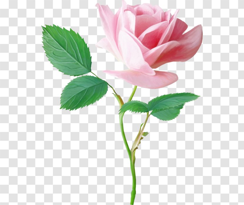 Garden Roses Pink Centifolia Flower - Beach Rose Transparent PNG