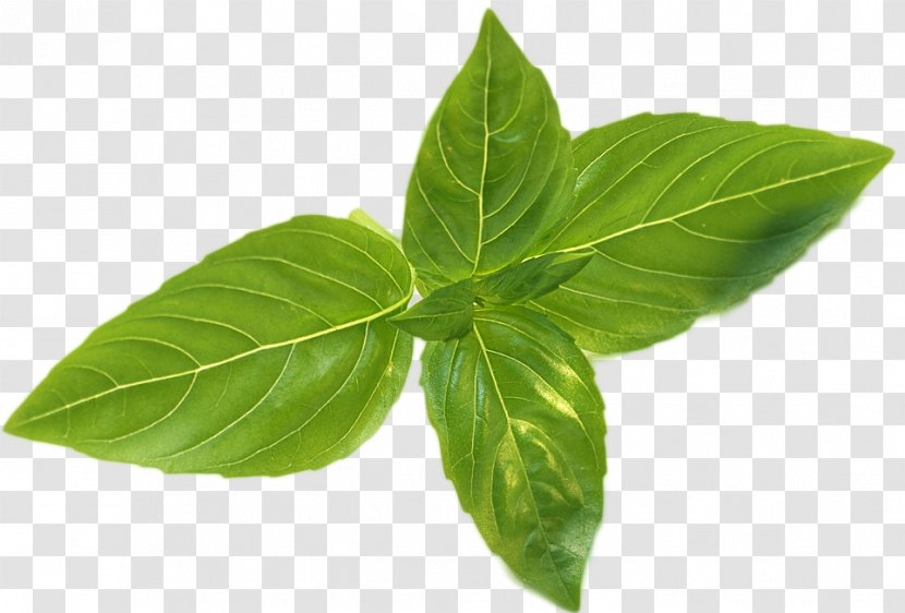 Basil Leaflet Coffee Fines Herbes - Herbaceous Plant - Leaf Transparent PNG