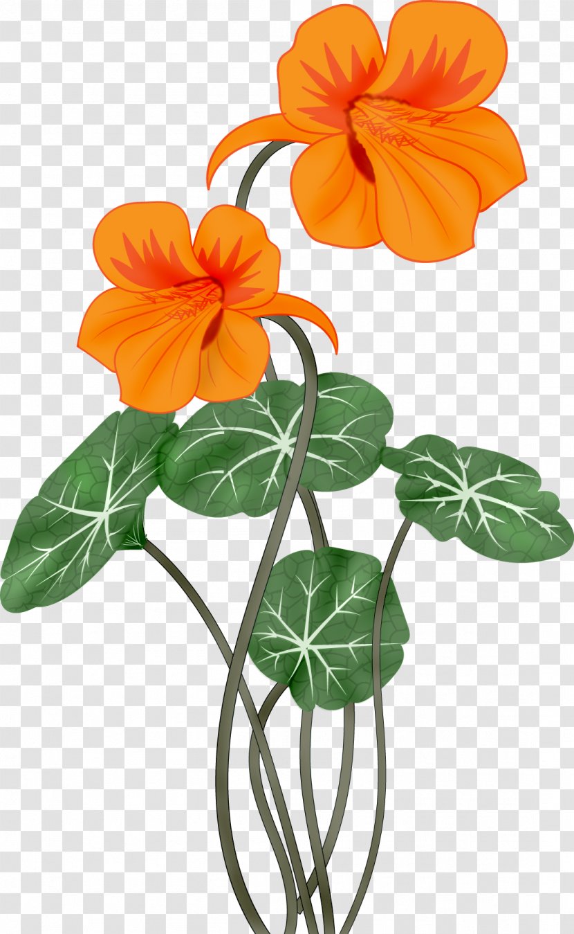 Flower Clip Art - Petal - Lily Transparent PNG