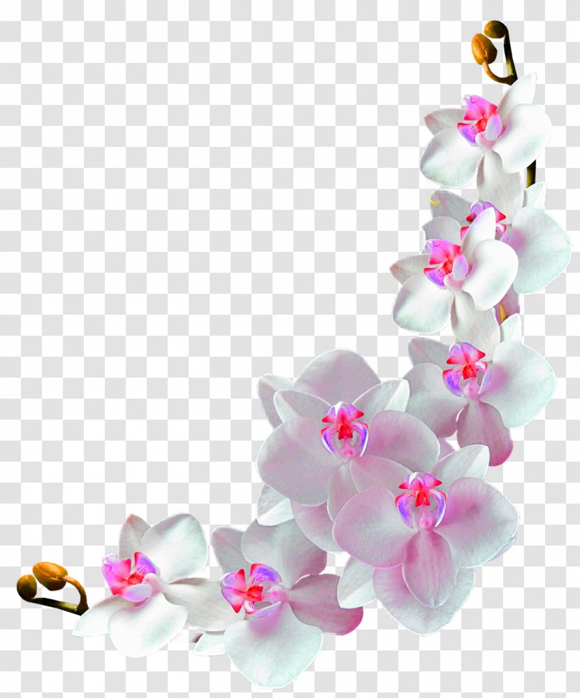 Orchids Film Frame Photography Clip Art - Flower Vine Decoration Logo Community Transparent PNG