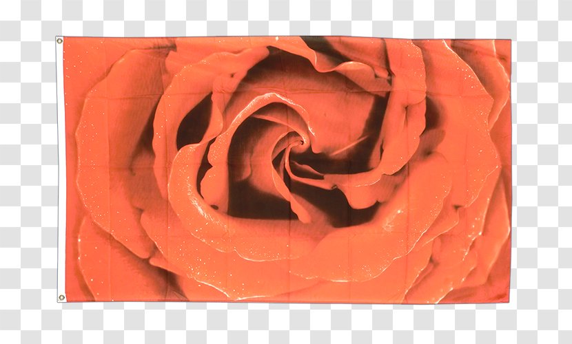 Garden Roses Flag Close-up Petal - Peach - Rose Transparent PNG