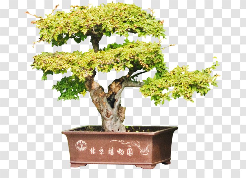 Chinese Sweet Plum Flowerpot Tree Sageretia Transparent PNG