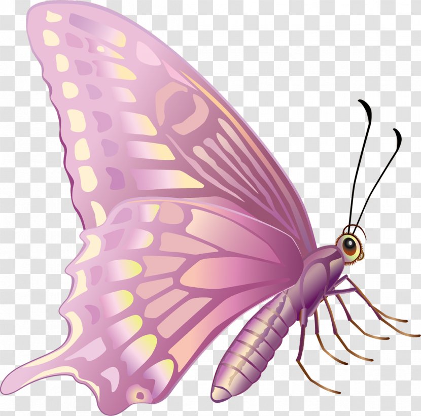 Monarch Butterfly Insect Moth Pollinator - Pest Transparent PNG