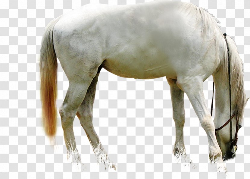 White Dragon Horse Foal - Tack Transparent PNG