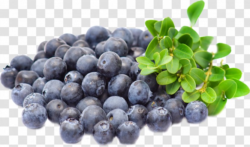 Blueberry Extract Bilberry Açaí Palm Muscle Transparent PNG