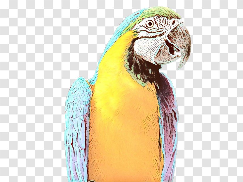 Feather - Macaw - Budgie Transparent PNG
