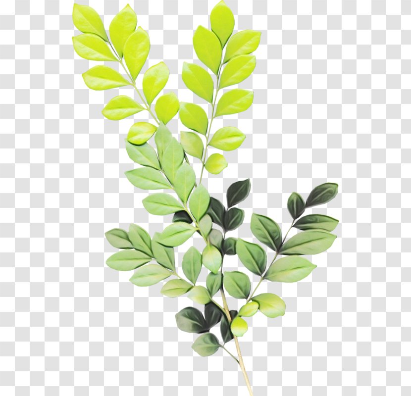 Leaf Branch Plants Image - Flower Transparent PNG