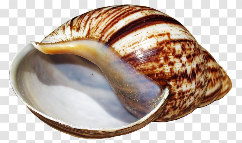 Giant African Snail Seashell Sea Mollusc Shell - Snails And Slugs - Eo Transparent PNG