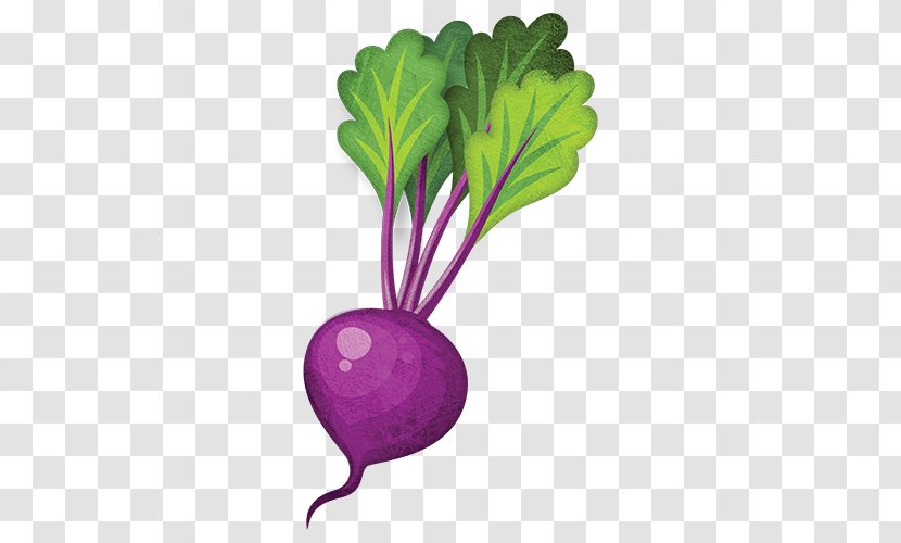 Leaf Vegetable Turnip Beetroot Rutabaga - Radish Transparent PNG