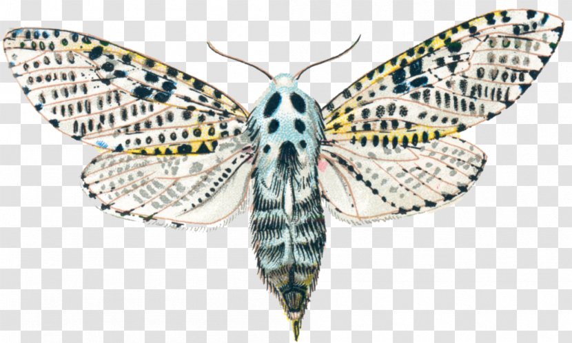 Brush-footed Butterflies Silkworm Butterfly Leopard Moth Hexapoda - Arthropod Transparent PNG