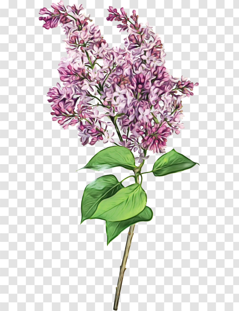 Flower Plant Lilac Lilac Cut Flowers Transparent PNG