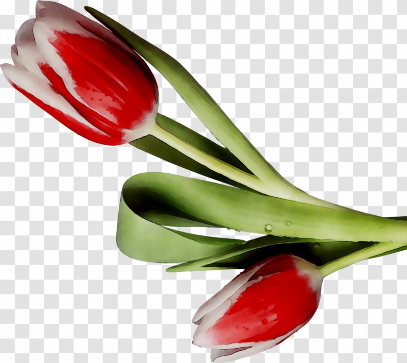 Tulip Plant Stem Bud Cut Flowers - Flowering - Food Transparent PNG
