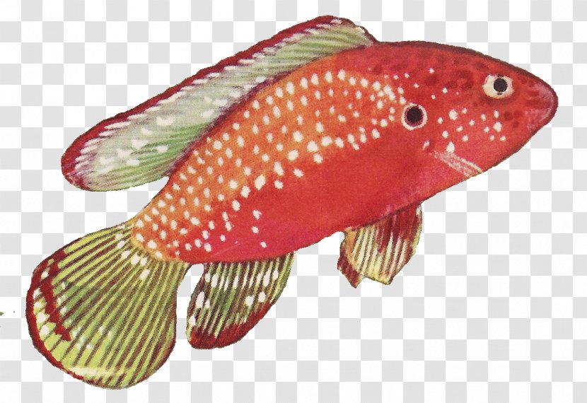 Fish Red Drawing - Vintage Transparent PNG