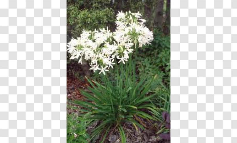 Agapanthus Africanus Campanulatus Hardiness Plant Lilium - Dwarf Transparent PNG