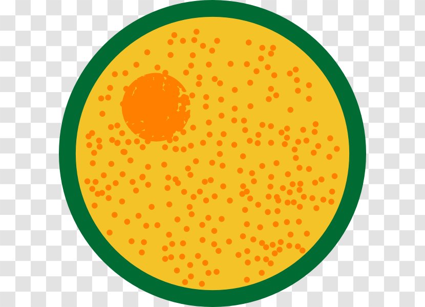 Meiosis I Interphase Clip Art - Cell Cycle - Monocyte Transparent PNG