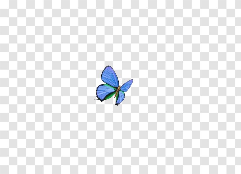 Butterfly Blue Wallpaper - Pollinator Transparent PNG