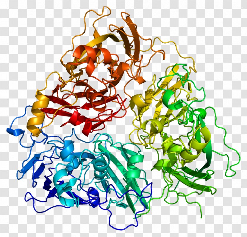 Ceruloplasmin ATP7A Wilson Disease Protein Human Iron Metabolism - Copper Deficiency - PPT Transparent PNG