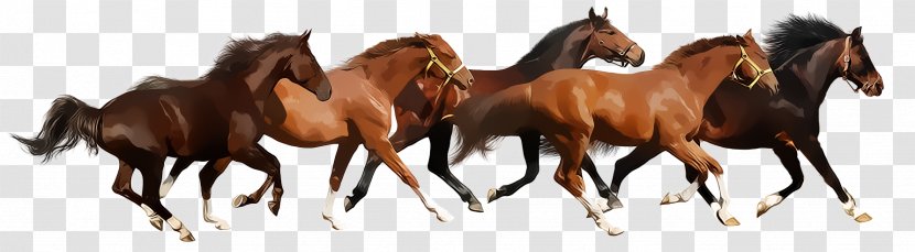 Gallop American Miniature Horse Foal Definition - Run Transparent PNG