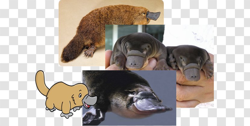 Platypus Beaver Infant Cuteness Otter - Wildlife Transparent PNG