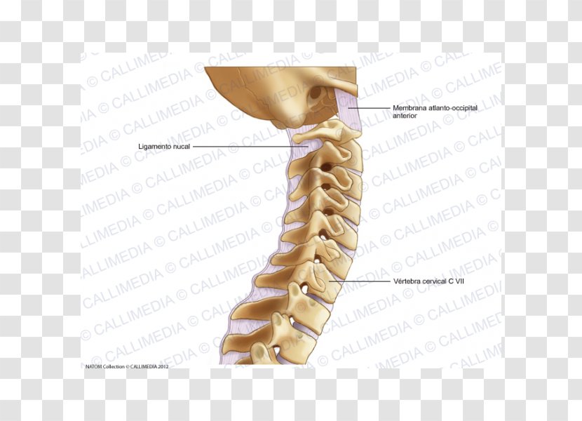 Cervical Vertebrae Osteoarthritis Vertebral Column Atlas - Frame - Vertebra Transparent PNG