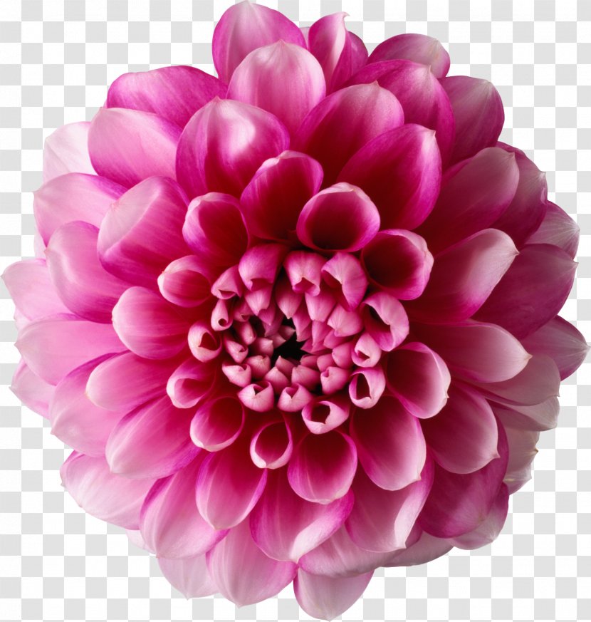 Flower Clip Art - Chrysanths - Flowers Transparent PNG