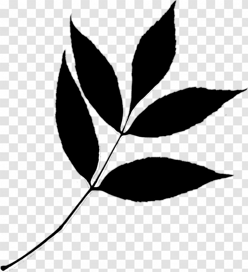 Twig Clip Art Plant Stem Leaf Line - Tree - Black Transparent PNG