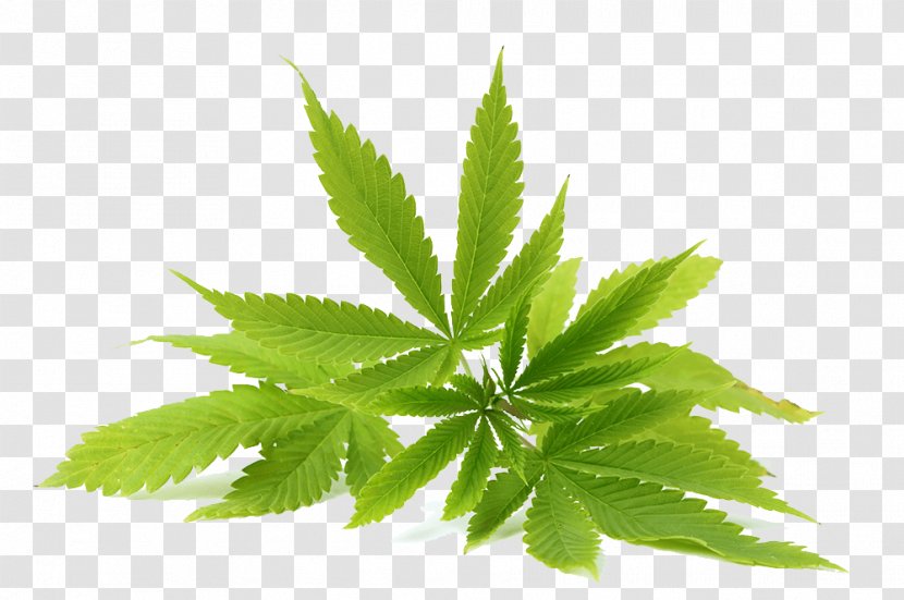 Medical Cannabis Tetrahydrocannabinol Cannabidiol Edible - Tree Transparent PNG