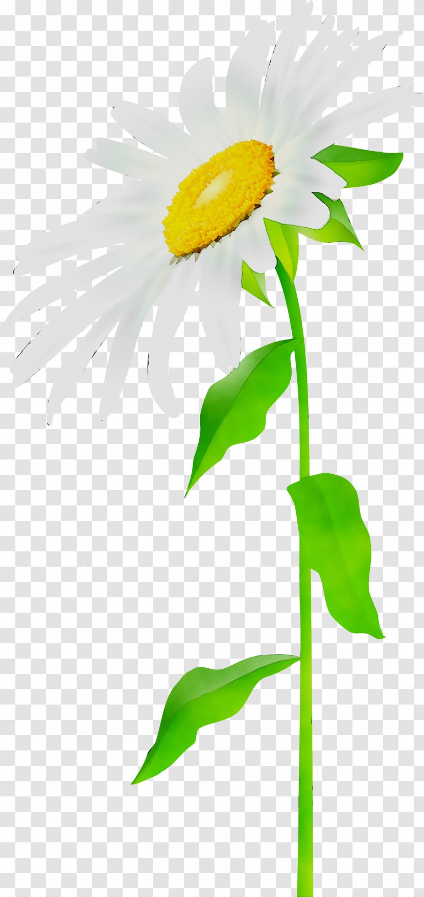 Oxeye Daisy Plant Stem Plants - Wildflower - Family Transparent PNG