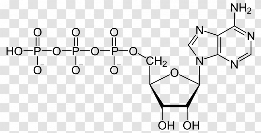 Adenosine Triphosphate Diphosphate Nucleotide Monophosphate Adenine - Frame - Energy Transparent PNG
