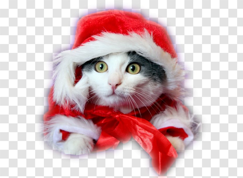 Kitten Puppy Cat Dog Christmas Transparent PNG