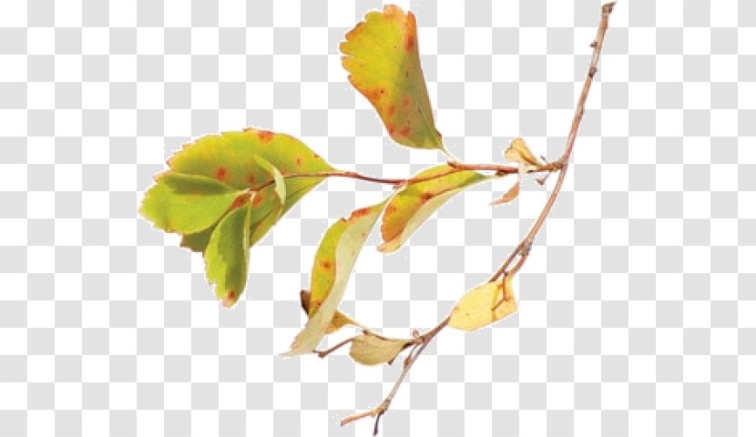 Twig Bud Plant Stem Leaf Petal Transparent PNG
