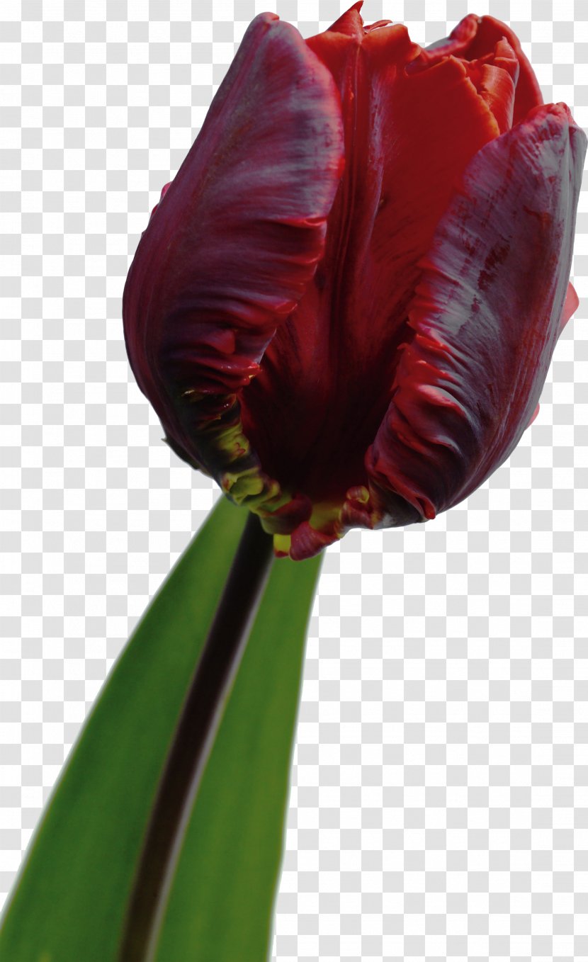 Flowering Plant Tulip Hippeastrum Liliaceae Transparent PNG