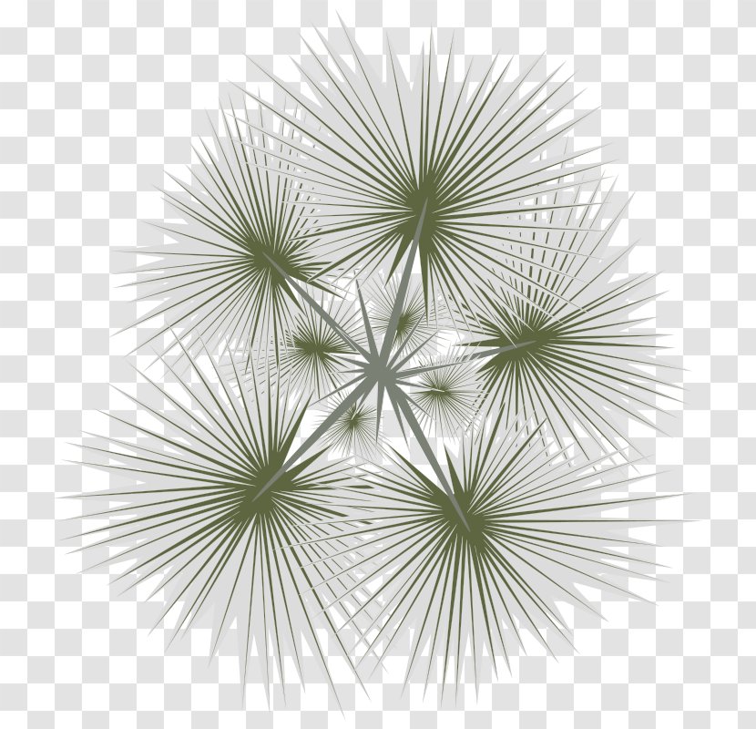 Arecaceae Clip Art - Computer Software - Tree Top View Transparent PNG