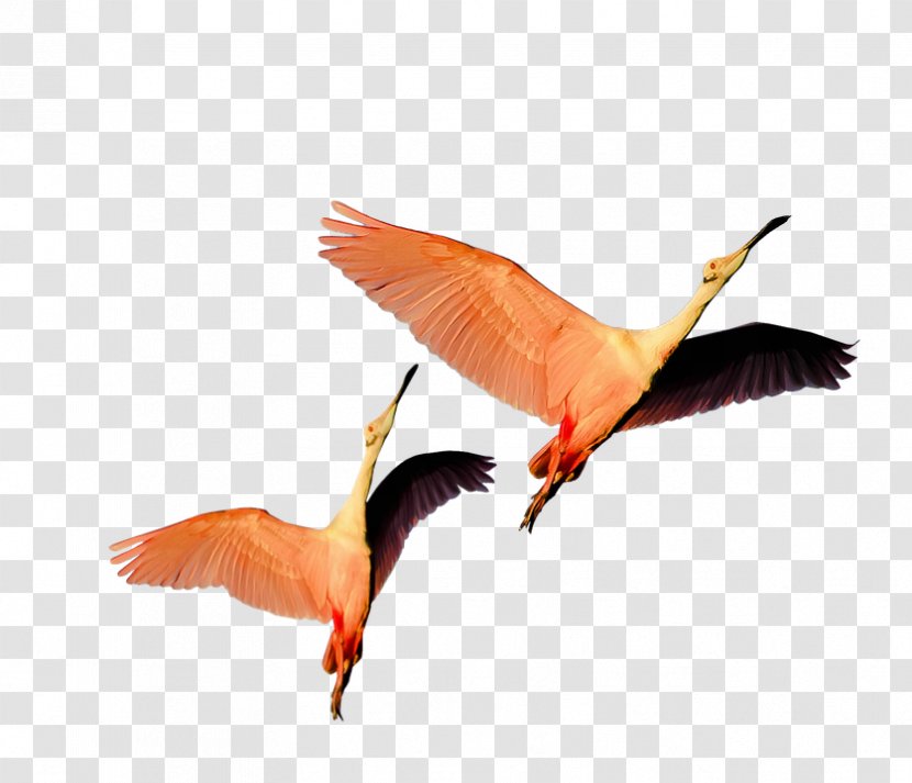 Water Bird Greater Flamingo Beak - Feather Transparent PNG