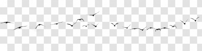 Hummingbird - Black And White - Bird Transparent PNG